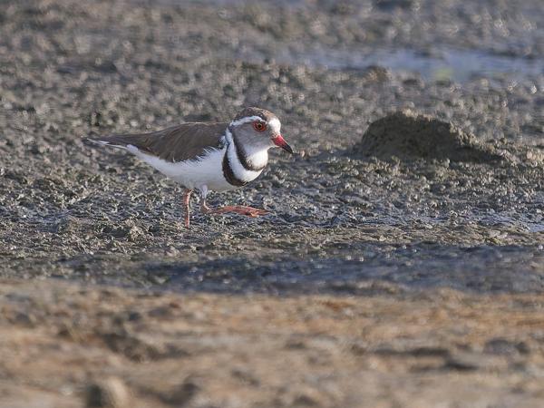 <h3><a href="/trips/tanzania/biota/animalia/chordata/aves/024 charadriiformes/009 charadriidae/charadrius tricollaris/charadrius tricollaris-nl.html">Charadrius&nbsp;tricollaris</a> / Three‑banded&nbsp;plover / Driebandplevier</h3>OM-1 Mark II met OLYMPUS M.150-400mm F4.5, 1/2000 sec  bij F4.5, ISO 1000, afstand 22.9&nbsp;m
